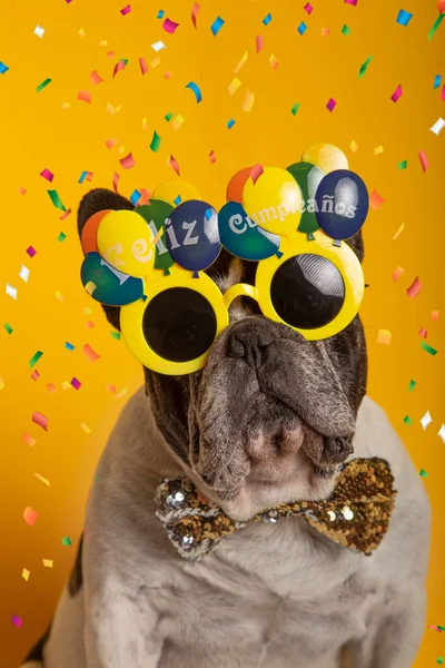 Mutlu yıllar gözlüğü ve sarı arka planda konfetileri olan Fransız bulldog 'unun komik portresi.