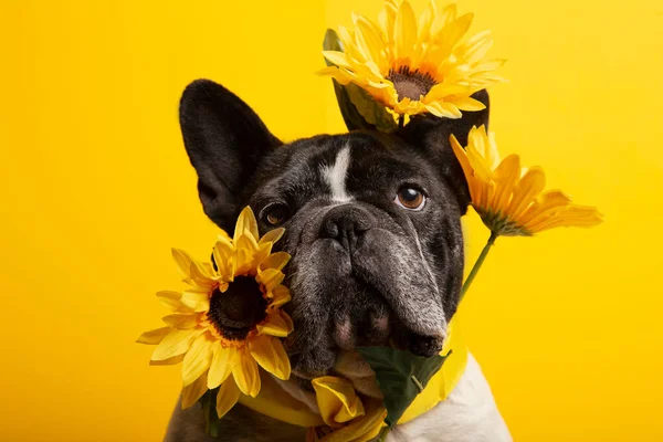 Sarı arka planda ayçiçekleri olan muhteşem Fransız bulldog.