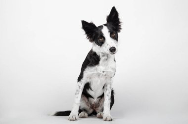 Beyaz bir arkaplan önünde Border collie puppy