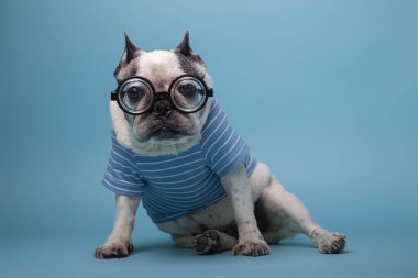 Funny french bulldog with bottle ass pasta glasses and jersey isolated on a blue background