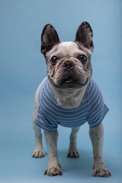 Stary Francuski Buldog Paski Sweter Odizolowany Niebieskim Tle — Zdjęcie stockowe