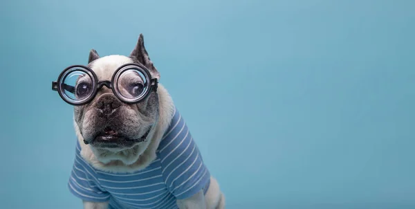 Funny French Bulldog Bottle Ass Pasta Glasses Blue Sweater Space — Zdjęcie stockowe