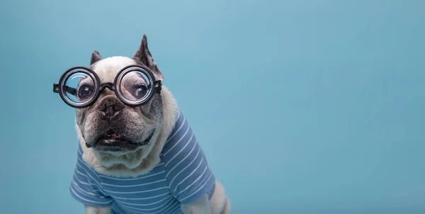 Funny french bulldog with a bottle ass pasta glasses and blue sweater with space for text