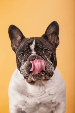 Sarı arka planda izole edilmiş dili dışarıda bir Fransız bulldog.