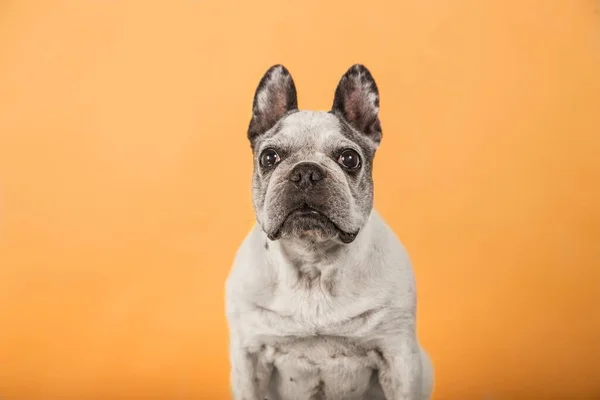 Vecchio Bulldog Francese Guardando Fotocamera Isolata Sfondo Giallo — Foto Stock