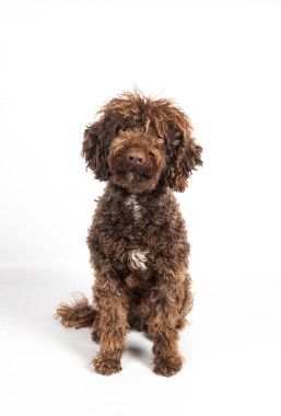 Kahverengi kıvırcık saçlı köpek beyaz bir stüdyoda bekliyor.