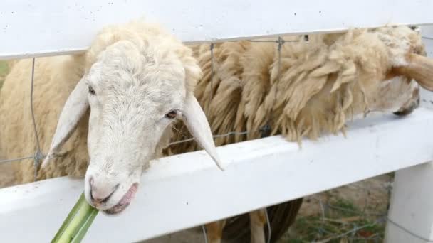 Белая овца ест траву — стоковое видео