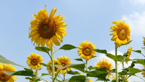 tournesol soufflant dans la brise 