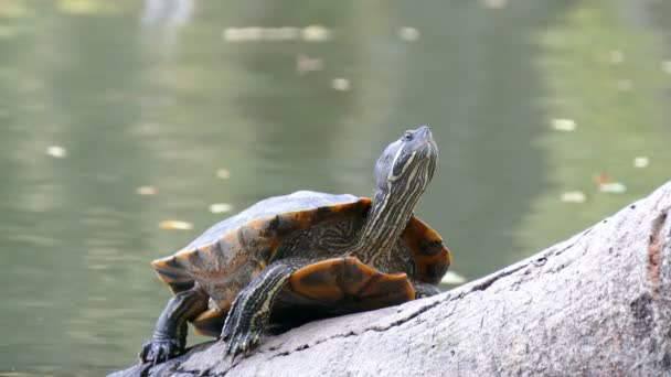 Východní želva na rybník — Stock video