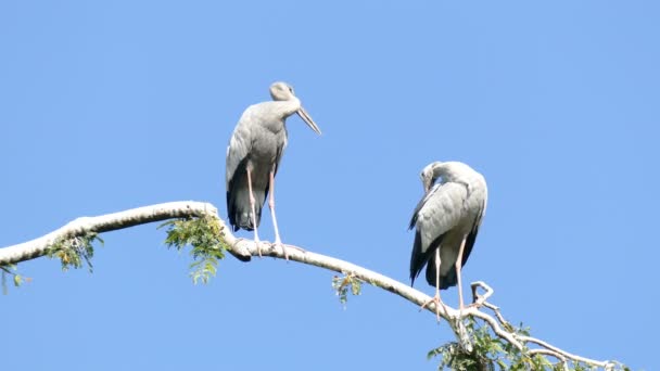 Målade stork på en gren av träd — Stockvideo