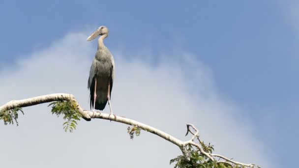 Painted stork on a branch of tree — Stock Video