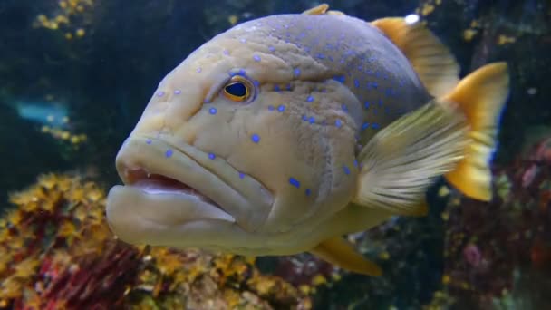 Grouper fiskar i akvarium — Stockvideo