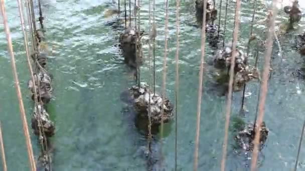 Oyster gård i thailand — Stockvideo