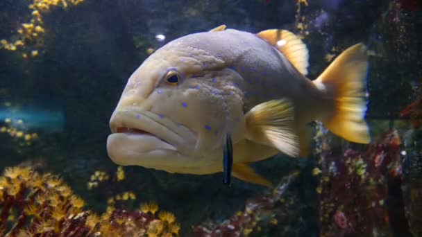ハタの魚水族館 — ストック動画