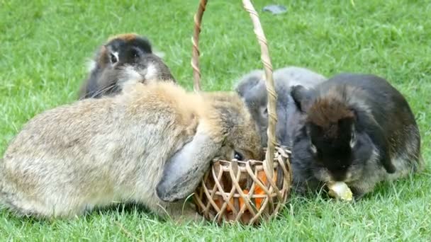 ウサギ食べるトウモロコシと公園でニンジン — ストック動画