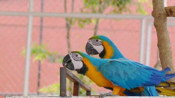 動物園で青黄色コンゴウインコ — ストック動画