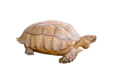 Beyaz arka plan üzerinde turtle