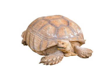 Beyaz arka plan üzerinde turtle