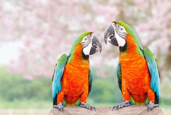 Two parrot standing on dry tree — Stock Photo, Image