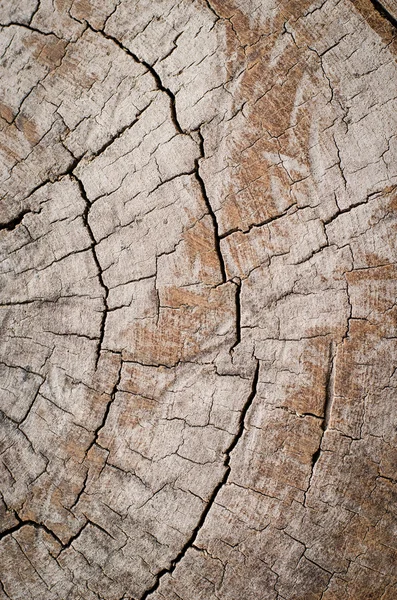 Textura de madera del tronco cortado, —  Fotos de Stock