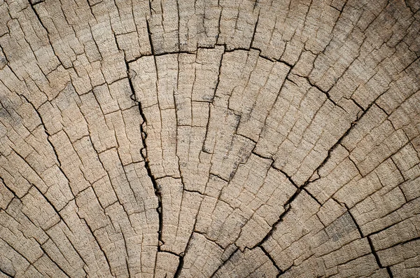Wood texture of cut tree trunk, — Stock Photo, Image