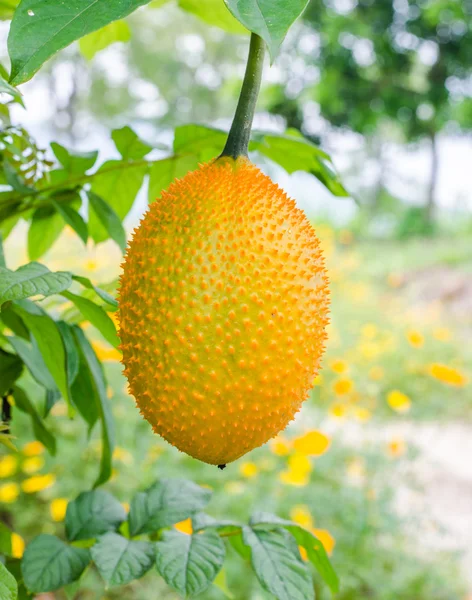 Jackfruit dziecka w ogrodzie — Zdjęcie stockowe