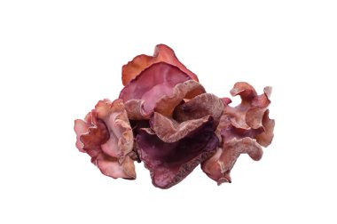 siyah mantar mantarı