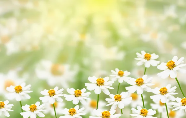 Blumenfeld mit Sonnenlicht — Stockfoto