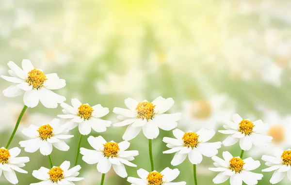Weißes Blumenfeld mit Sonnenlicht — Stockfoto