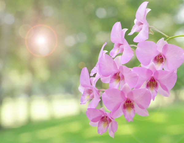 Růžové orchidej květiny — Stock fotografie