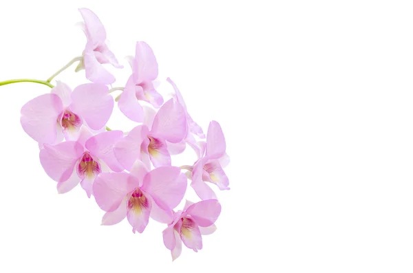 Růžová orchidej květiny — Stock fotografie