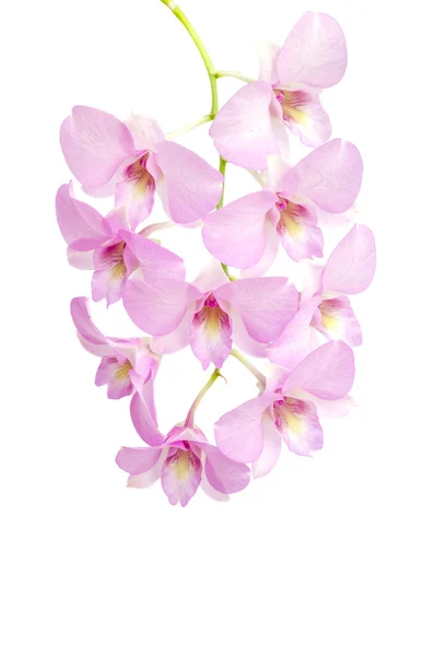 Růžová orchidej květiny — Stock fotografie