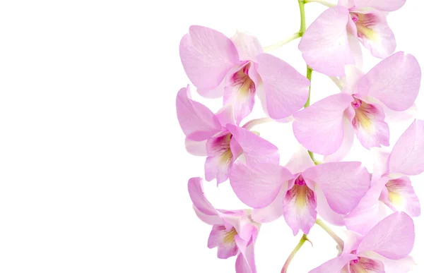 Růžová orchidej květiny — Stock fotografie