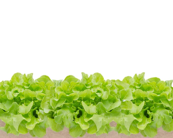 新鲜绿色蔬菜 — 图库照片