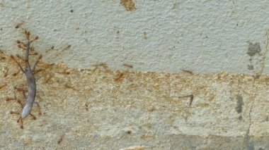 Karıncalar yuva yapmaya kertenkele taşımak