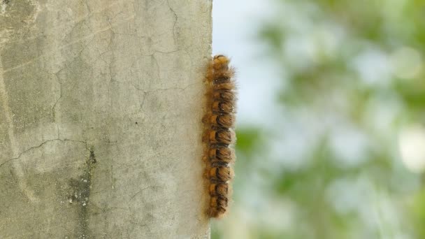 Caterpillar walking through the frame — Stock Video