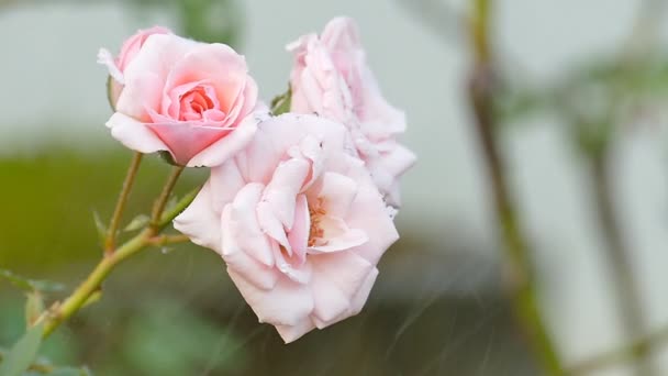 Πανέμορφα ροζ τριαντάφυλλα μεταξύ του ποτίσματος — Αρχείο Βίντεο
