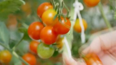 El malzeme çekme domates çiftlik