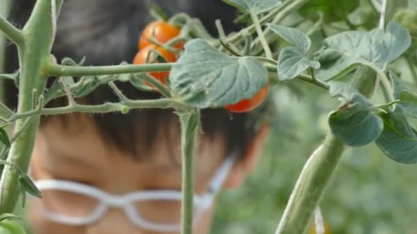Pojke plocka tomat och äta den — Stockvideo