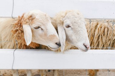 Çiftlikteki koyunlar