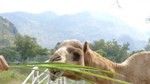 Camelo comendo grama da mão do turista — Vídeo de Stock