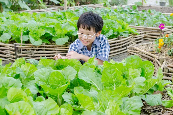 Jongen werken in plantaardige boerderij — Stockfoto