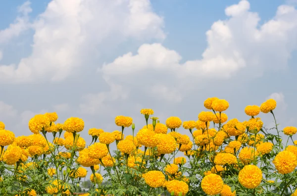 Marigold flower blooming — Stock Photo, Image