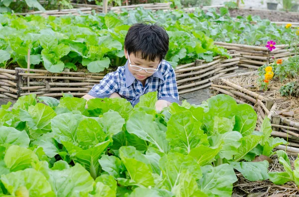 Jongen werken in plantaardige boerderij — Stockfoto