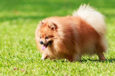 Pomeranian köpek bahçede yeşil çimenlerin üzerinde yürüyüş