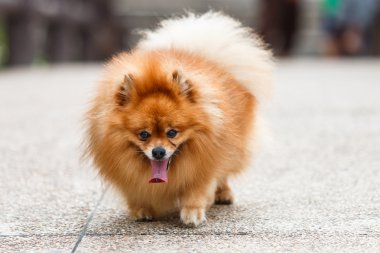 Pomeranian köpek bahçede beton yolda yürüyen
