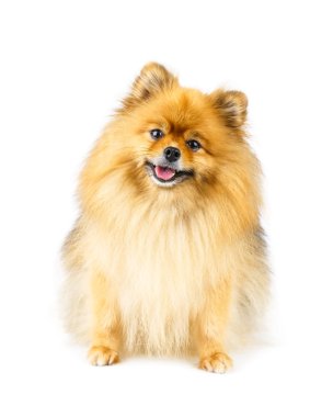 Beyaz arka plan üzerinde izole katta oturan Pomeranya köpeği