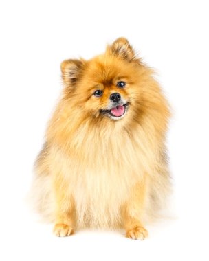 Beyaz arka plan üzerinde izole katta oturan Pomeranya köpeği