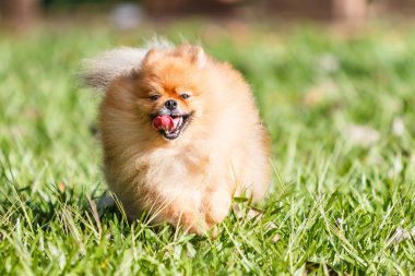 Pomeranian köpek bahçede yeşil çimenlerin üzerinde çalışan