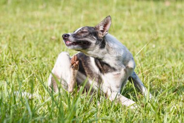 Tay yerli köpek yüzünü gard içinde yeşil çimenlerin üzerinde tırmalamak